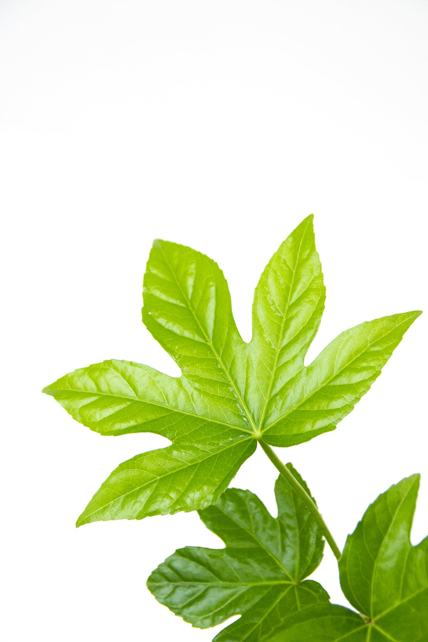 Aralia Japonica - Imagen 2