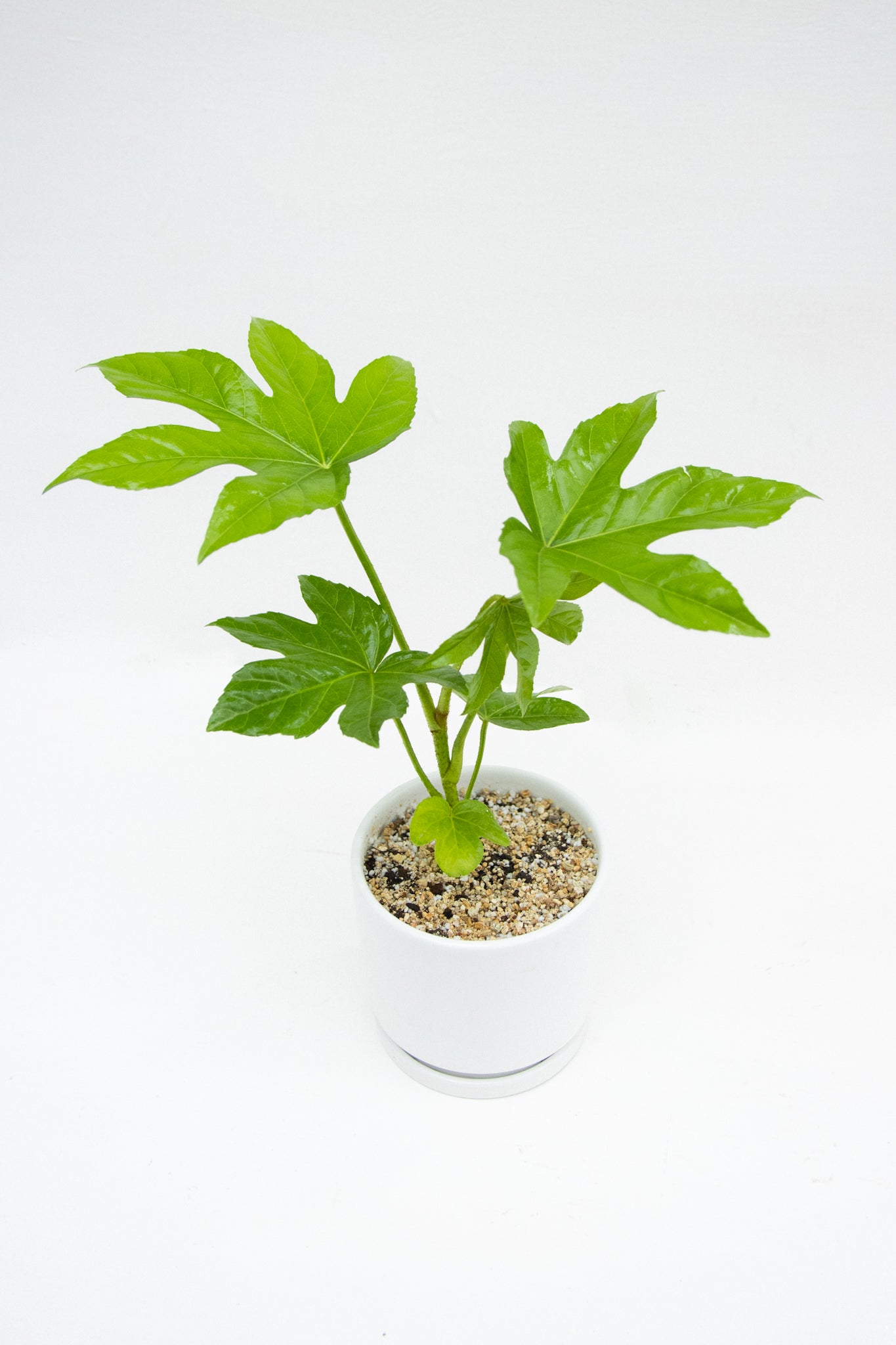 Aralia Japonica - Imagen 3