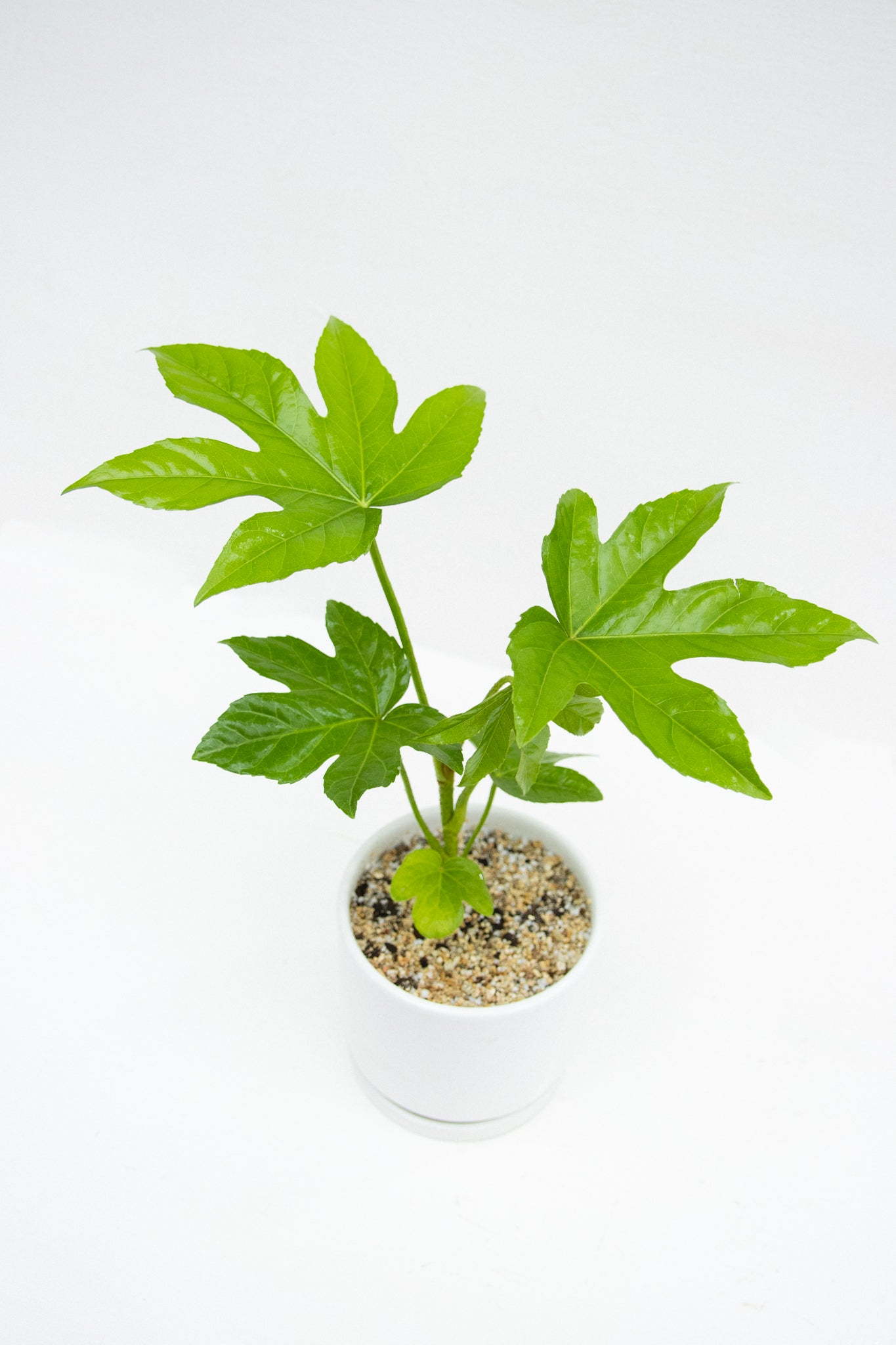 Aralia Japonica - Imagen 4