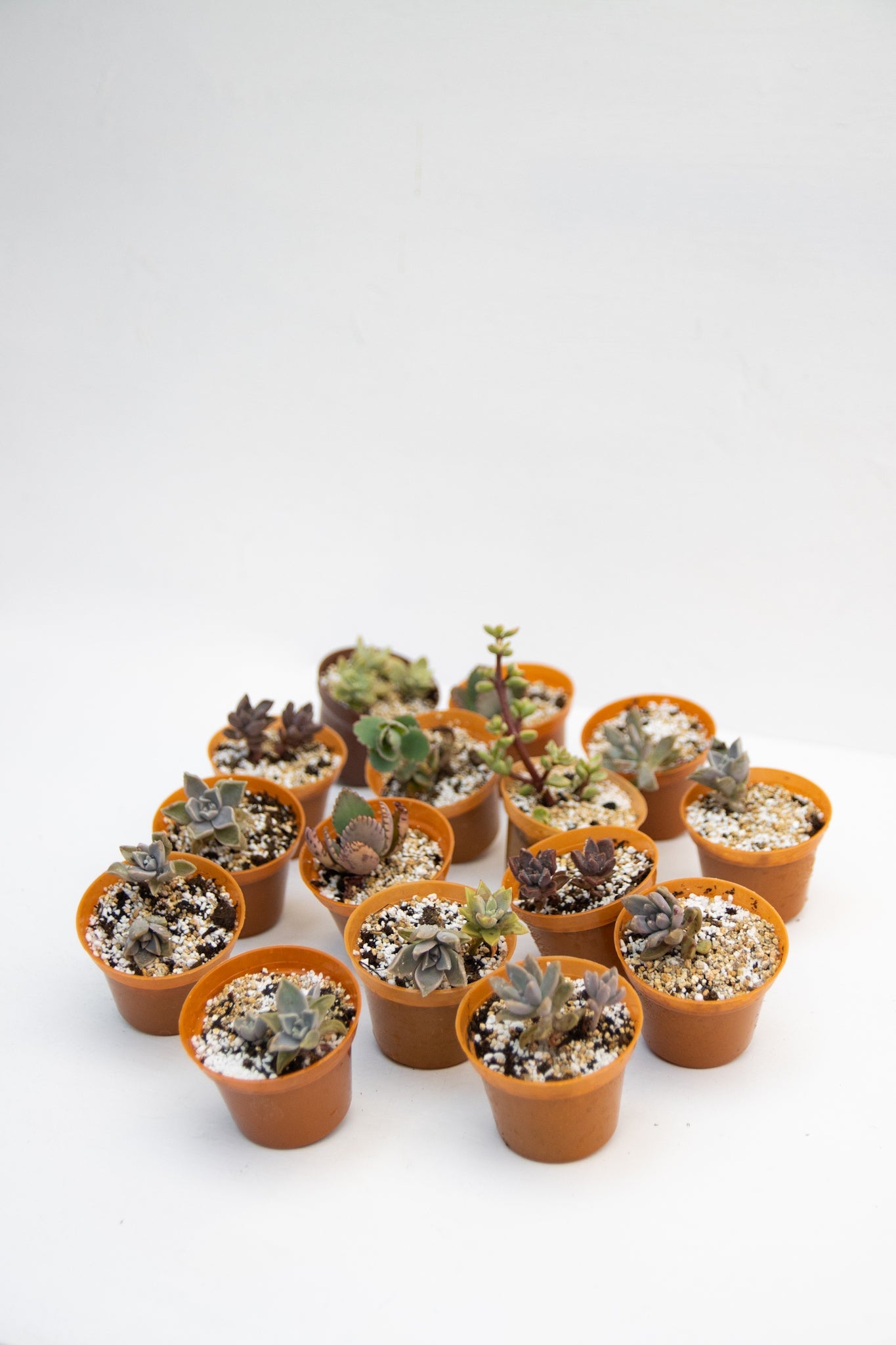 Baby Suculentas - Imagen 8