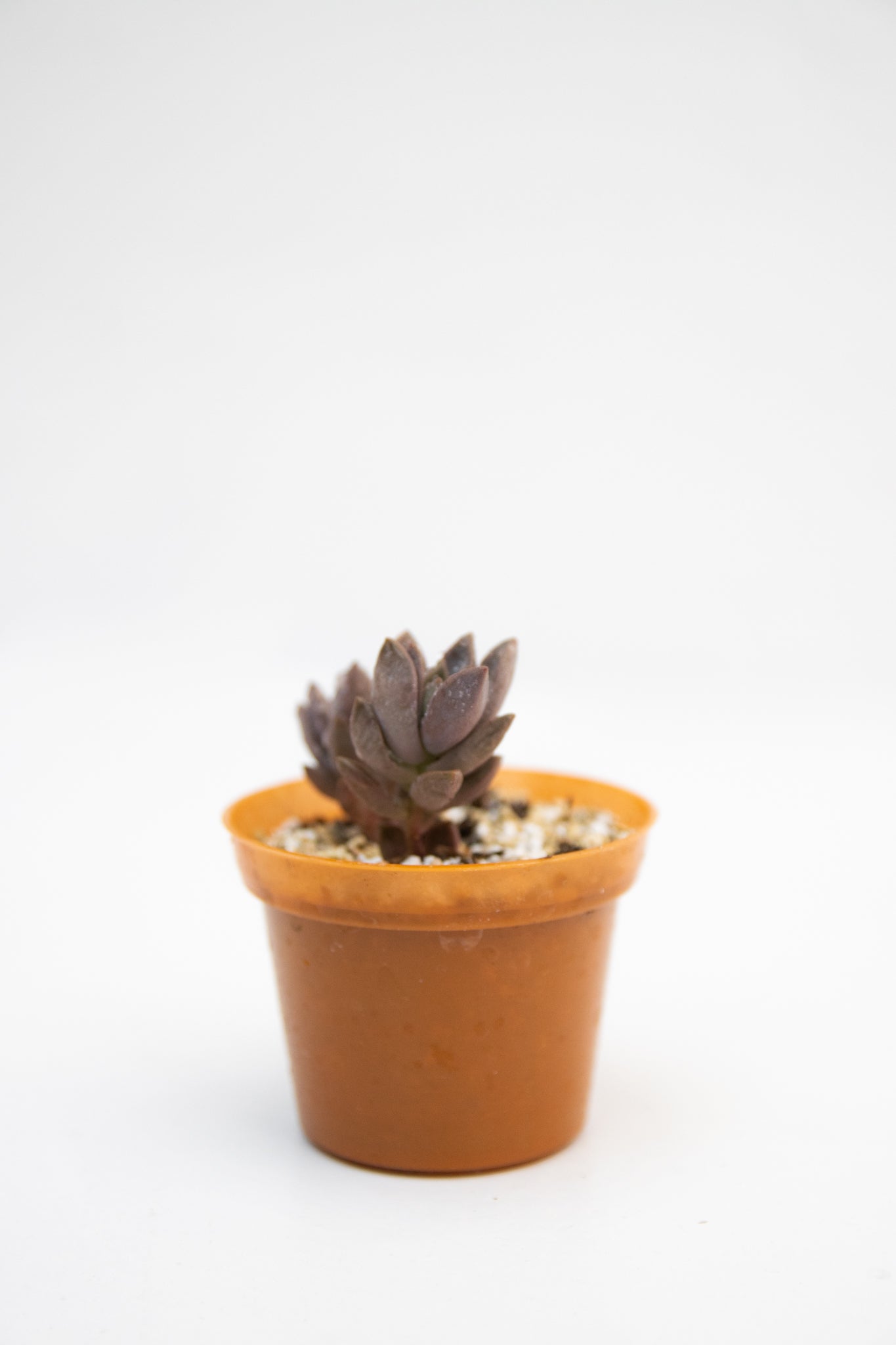 Baby Suculentas - Imagen 5