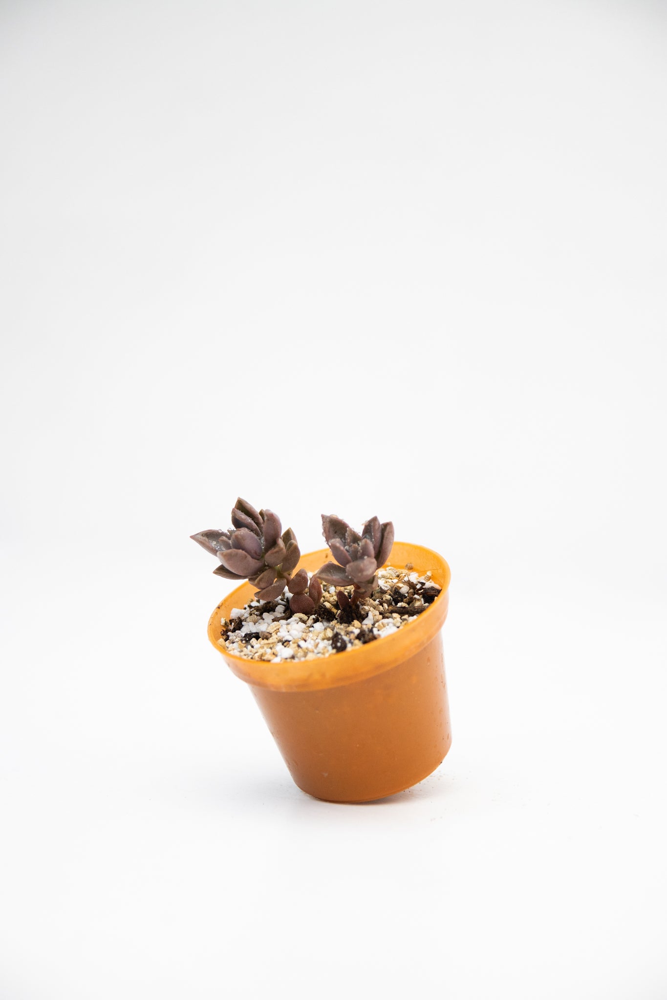 Baby Suculentas - Imagen 3