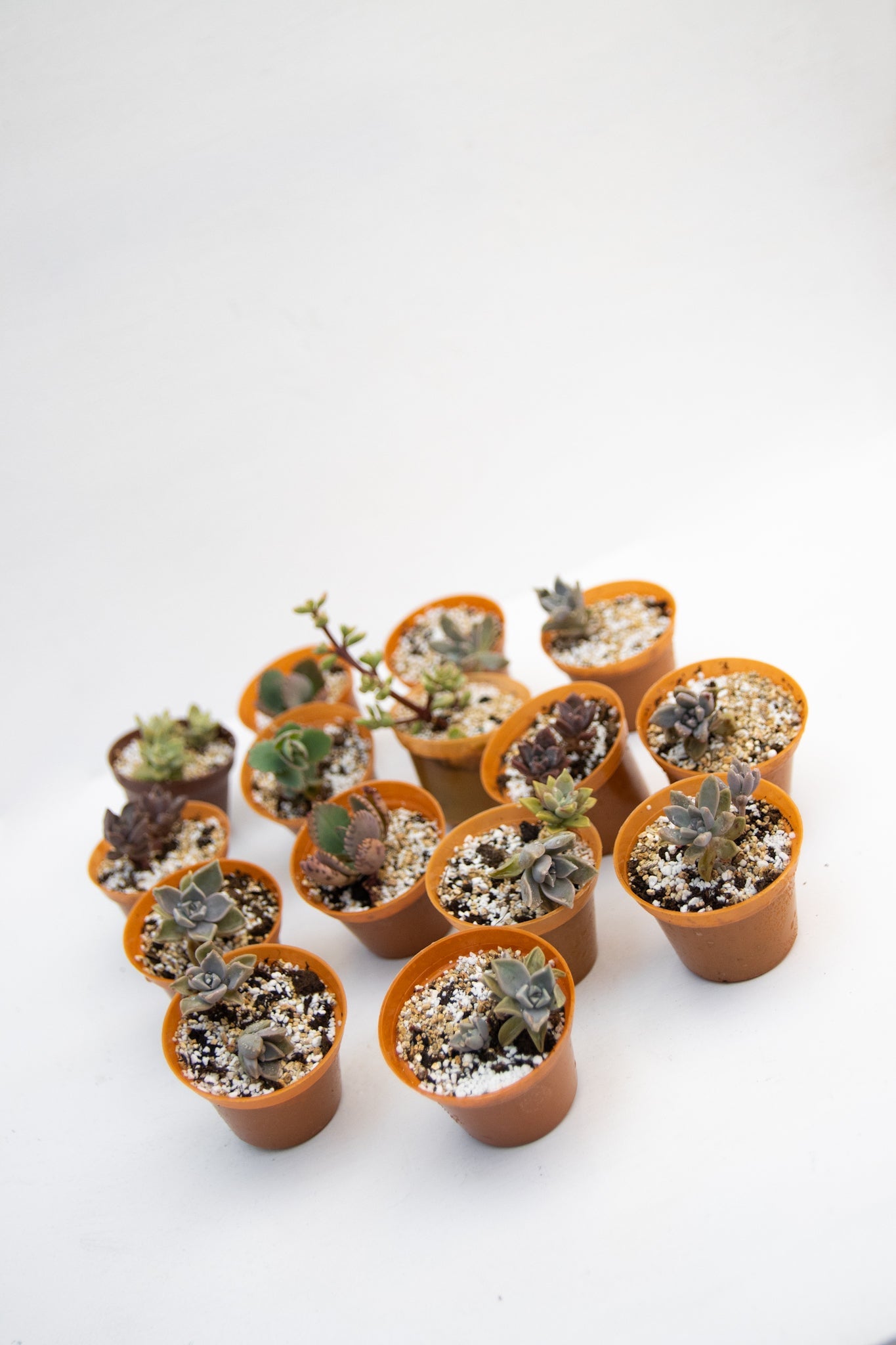 Baby Suculentas - Imagen 6