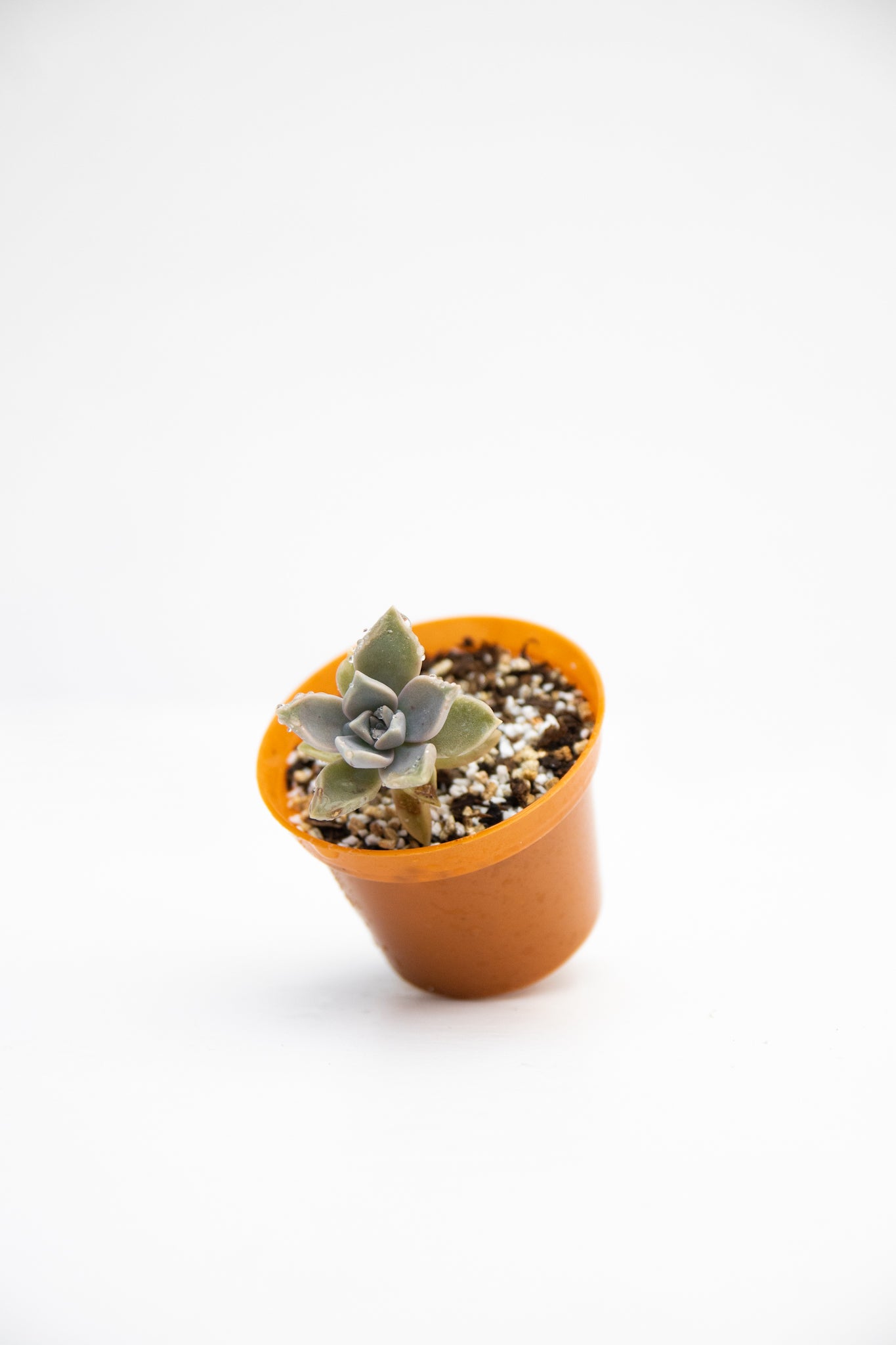 Baby Suculentas - Imagen 9