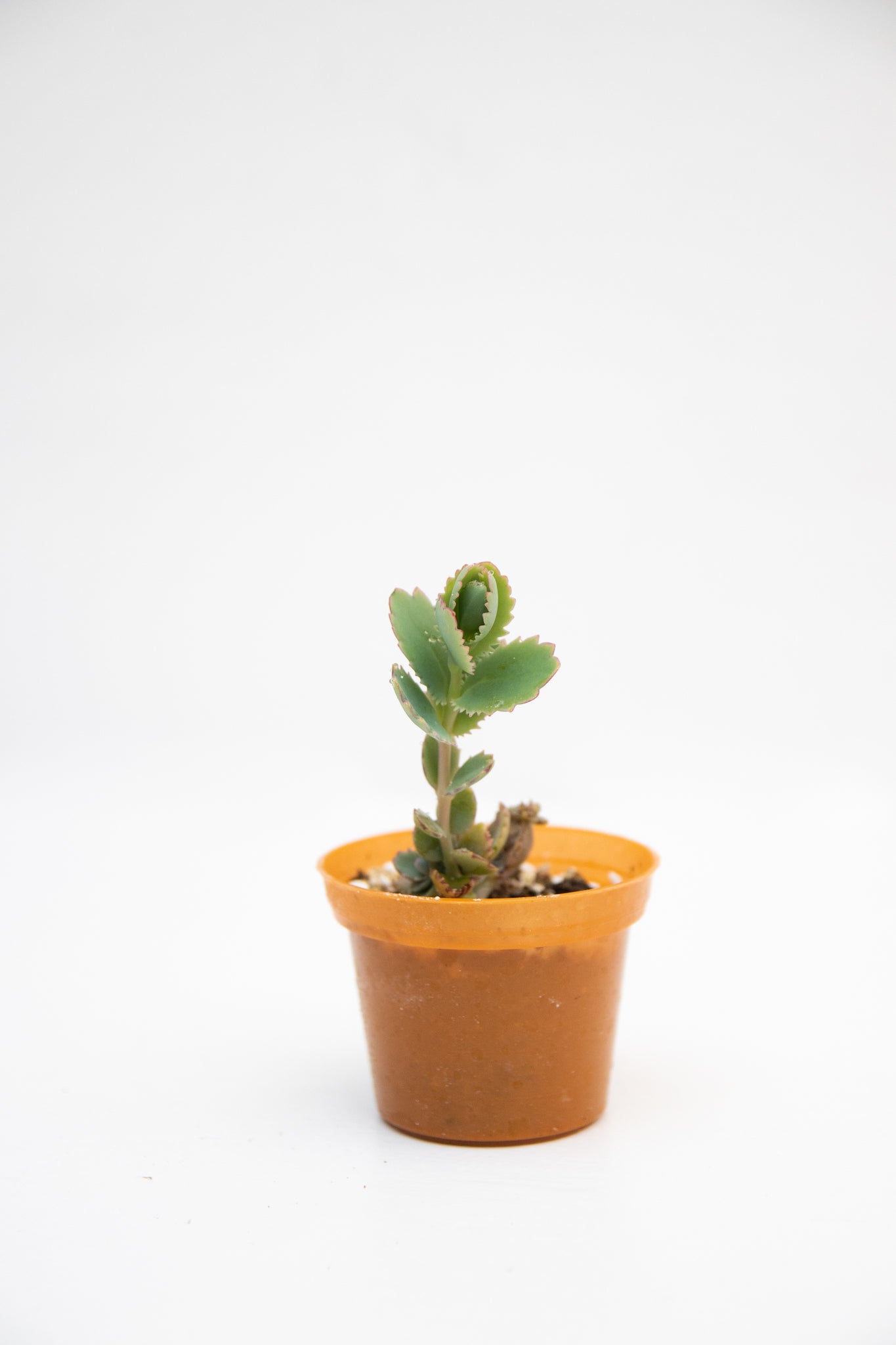 Baby Suculentas - Imagen 4