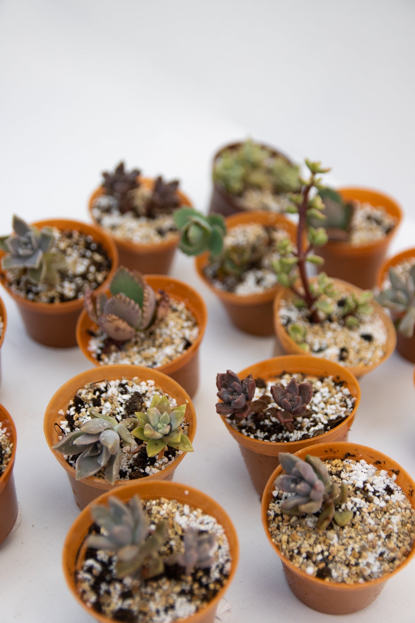 Baby Suculentas - Imagen 7
