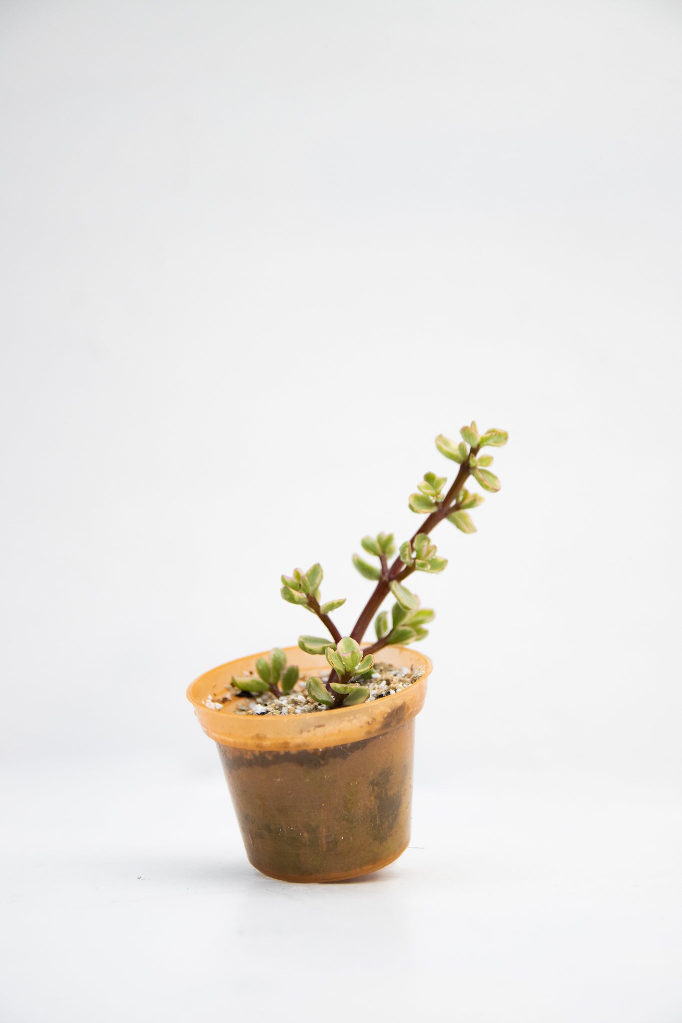 Baby Suculentas - Imagen 2