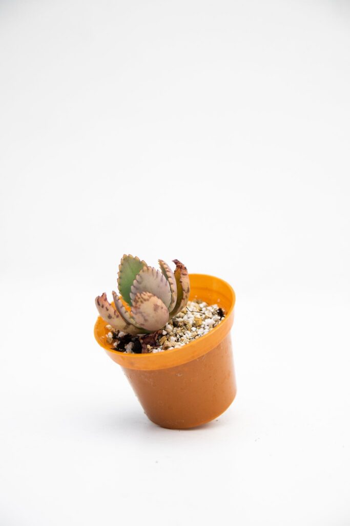 Baby Suculentas