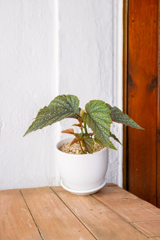Begonia Alitas de Angel