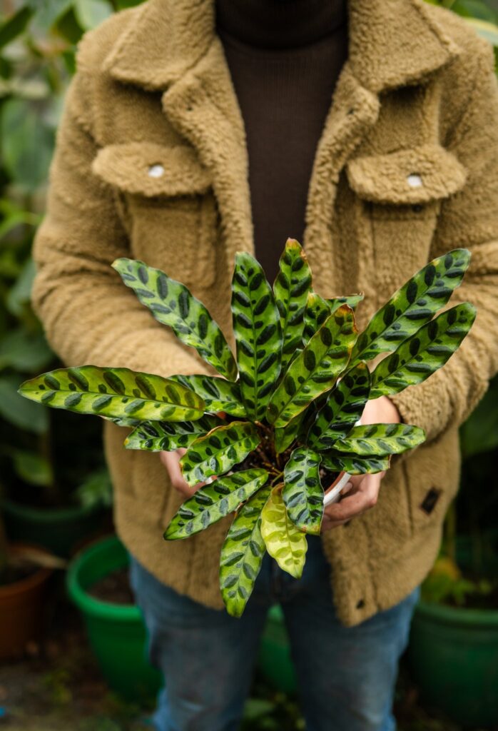 Calathea Lancifolia Insignis