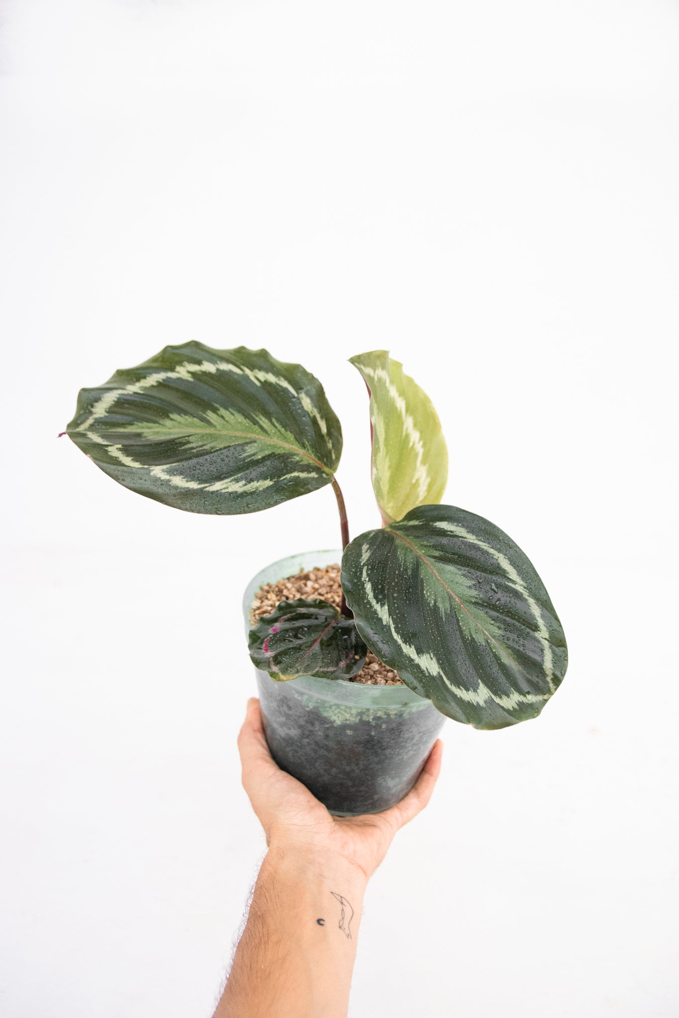 Calathea Medallion - Imagen 2