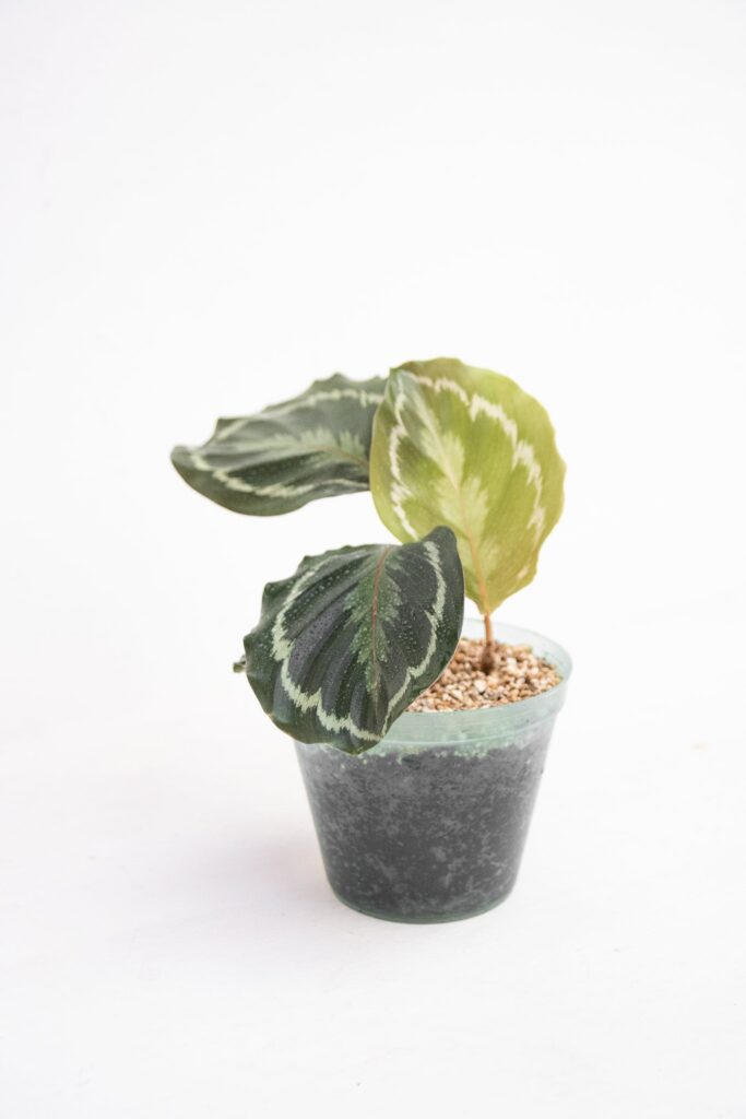 Calathea Medallion