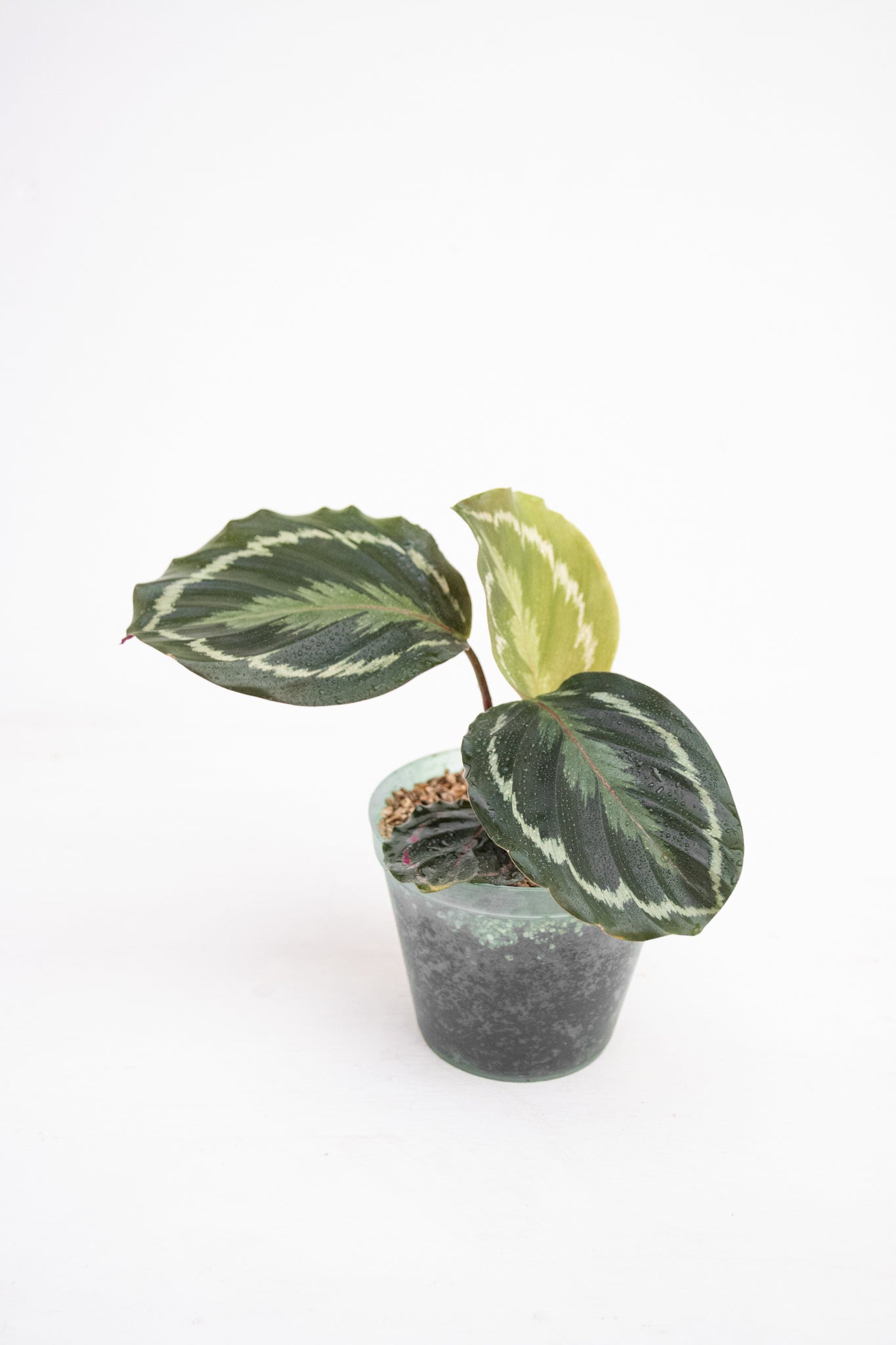 Calathea Medallion - Imagen 3