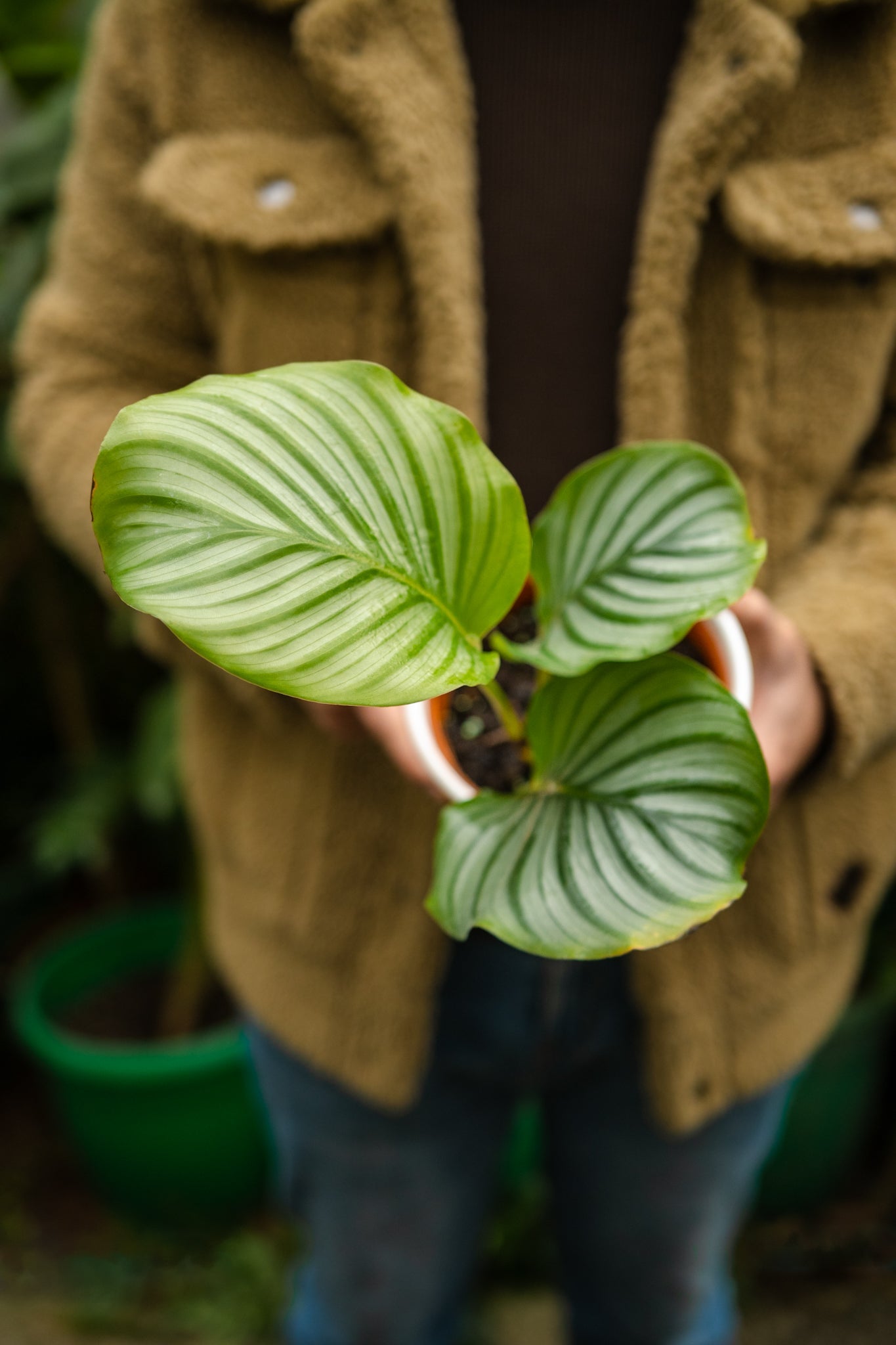 Calathea Orbifolia - Imagen 4