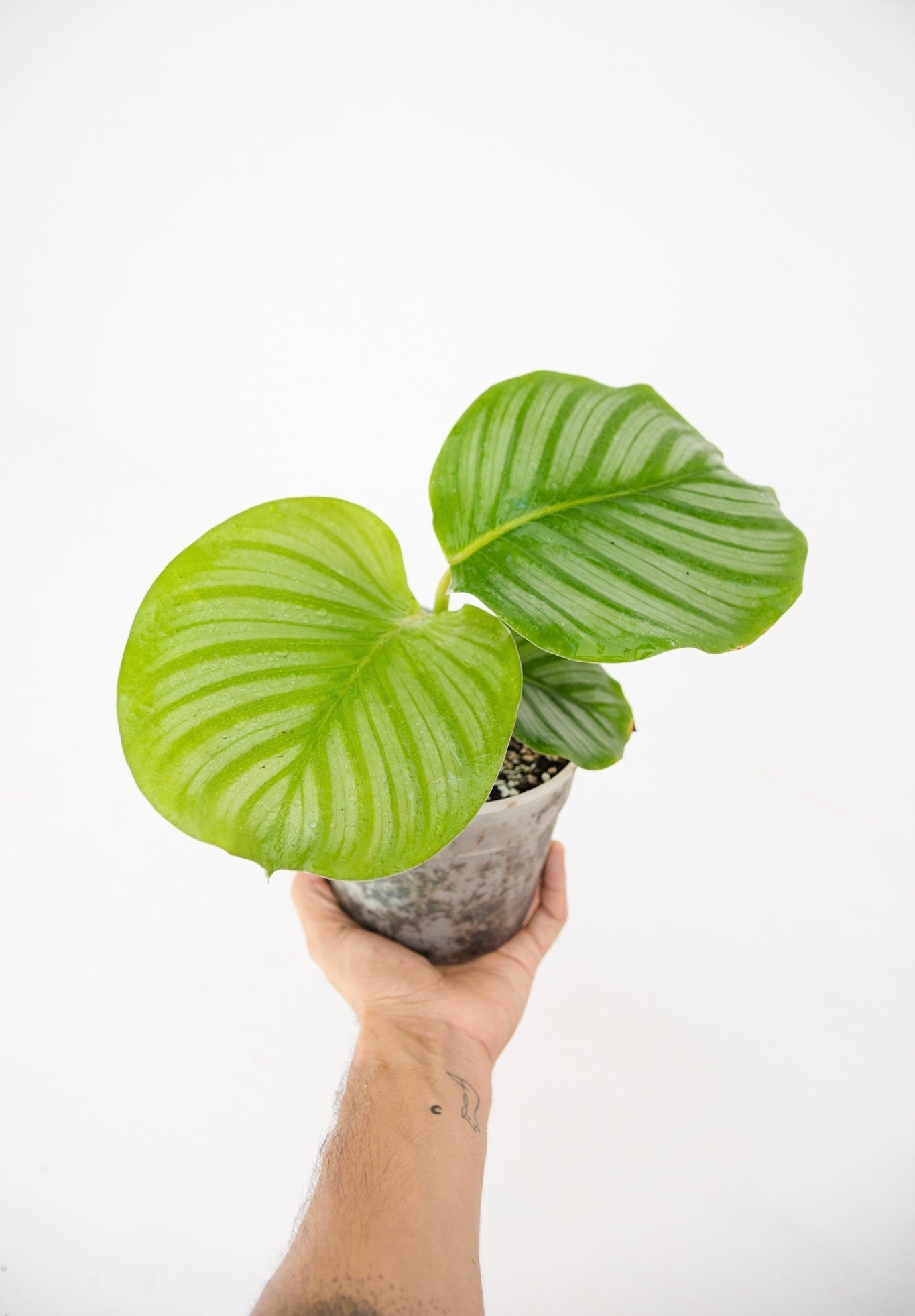 Calathea Orbifolia - Imagen 2