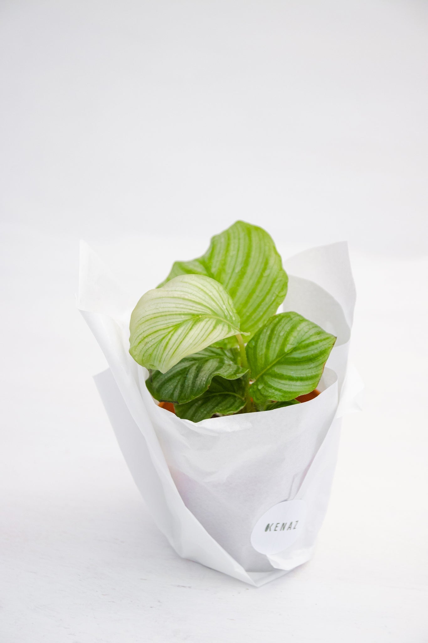 Calathea Orbifolia - Imagen 3