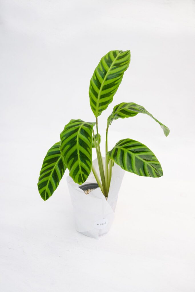 Calathea Zebrina