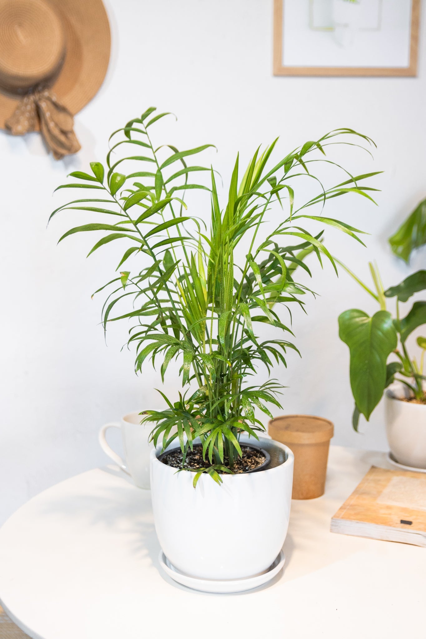 Chamaedorea Elegans - Imagen 3