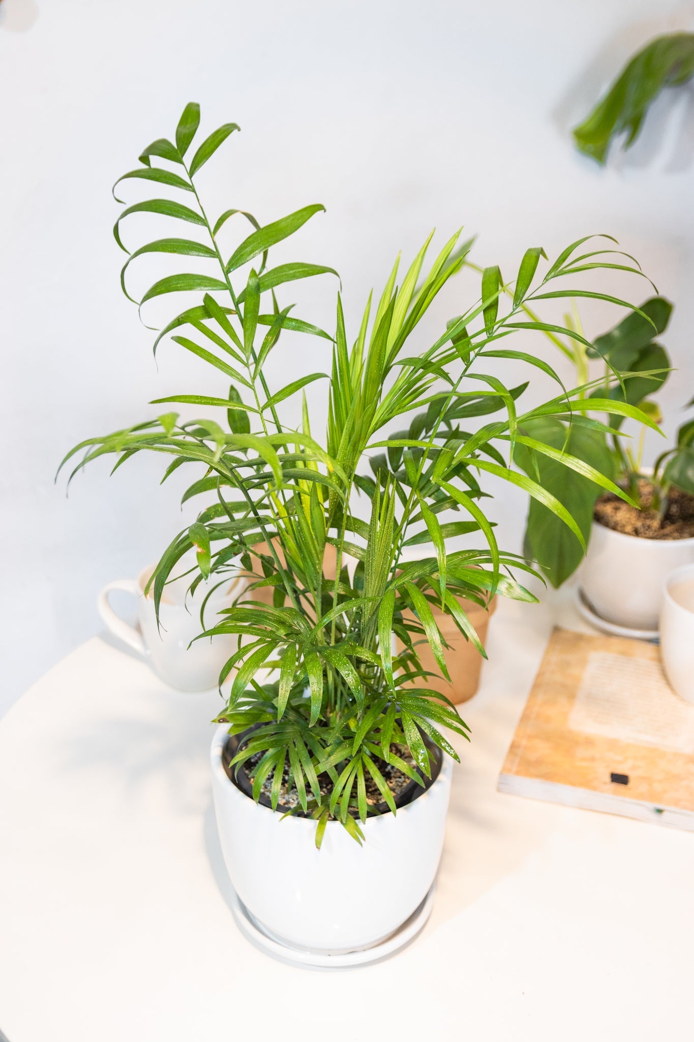 Chamaedorea Elegans - Imagen 4