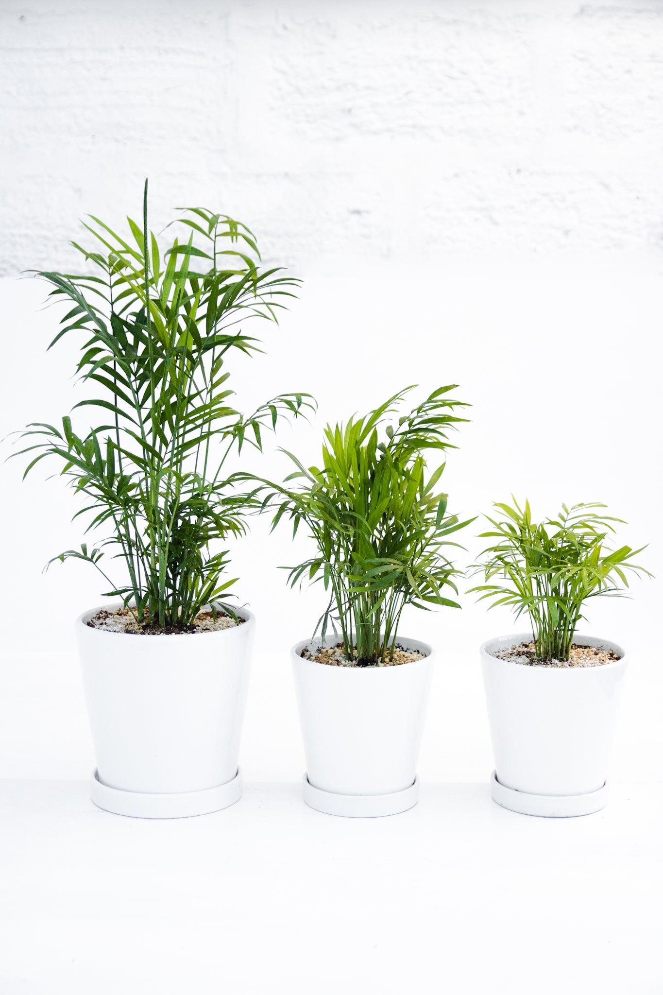 Chamaedorea Elegans - Imagen 2
