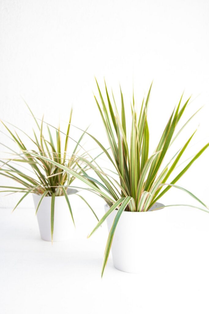 Dracena Marginata