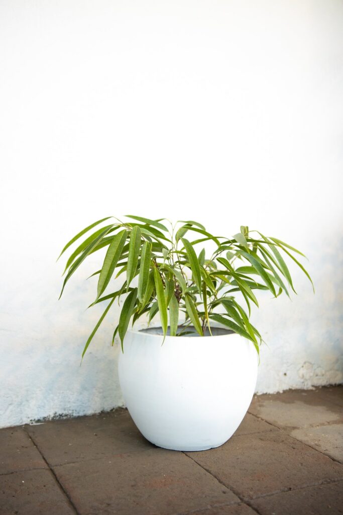 Ficus Alli
