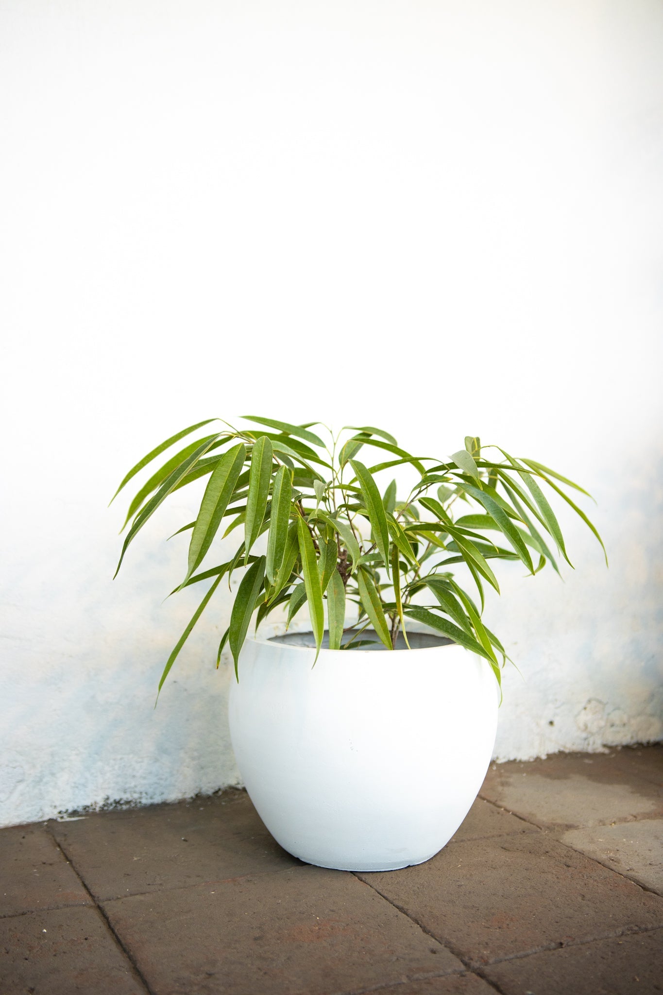 Ficus Alli