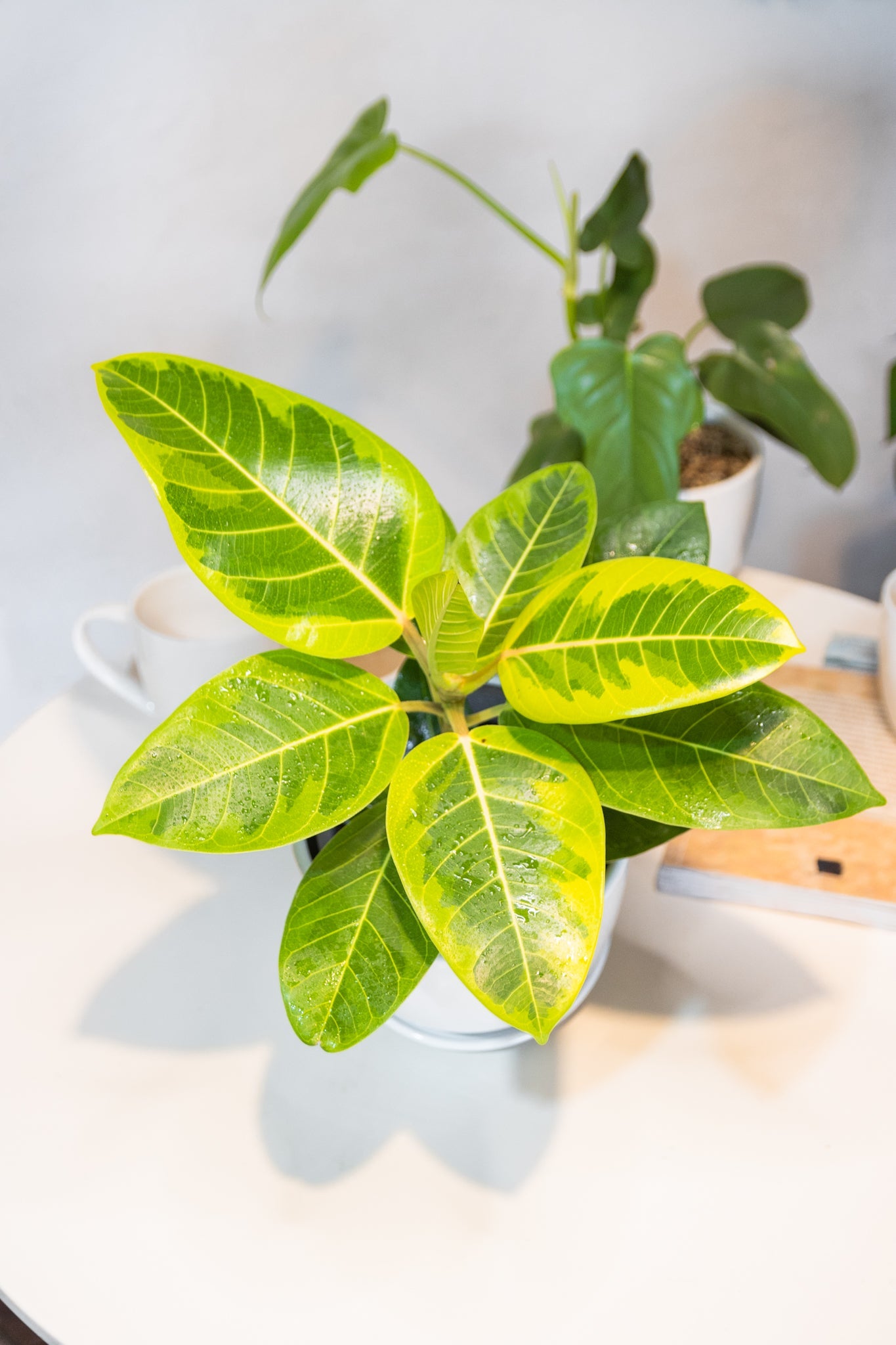 Ficus Altissima - Imagen 2