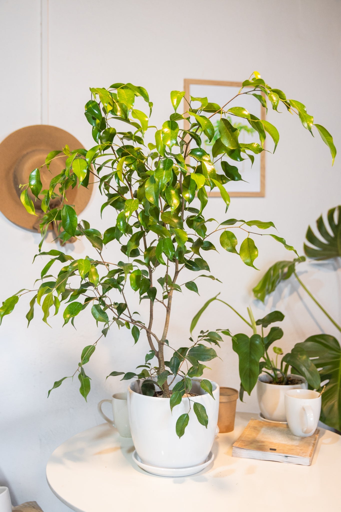 Ficus Benjamina