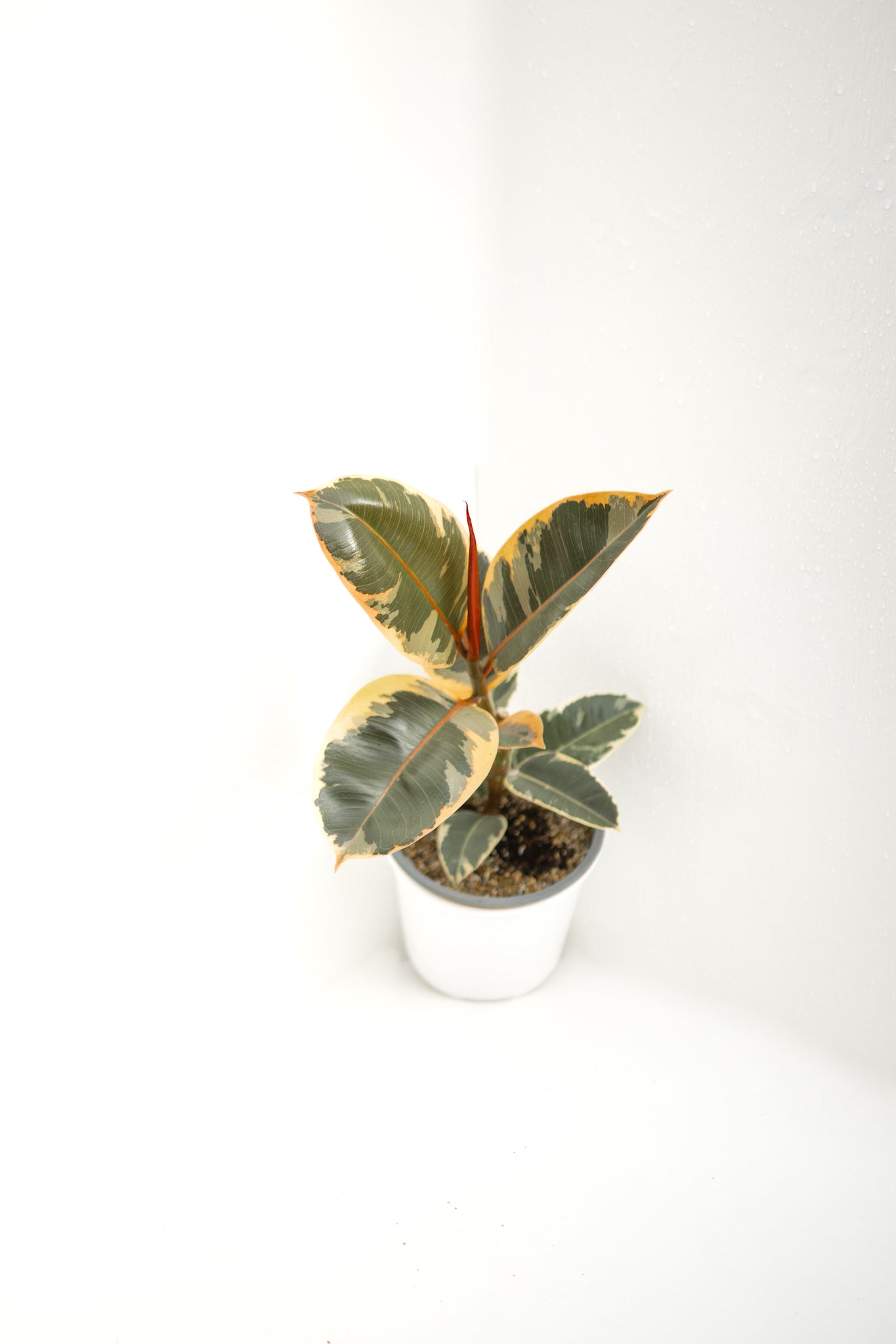 Ficus Tineke Gomero - Imagen 3