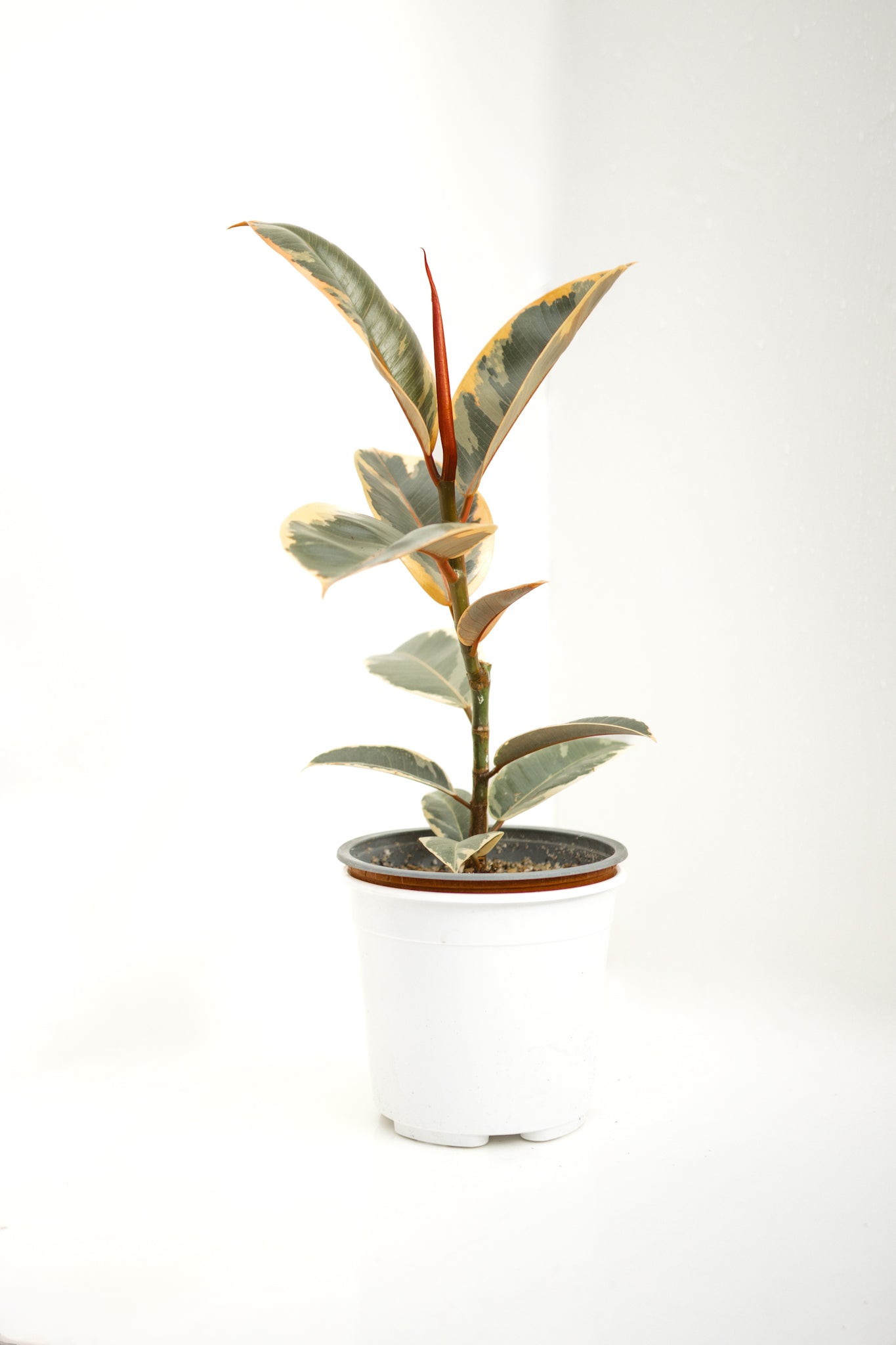 Ficus Tineke Gomero - Imagen 4