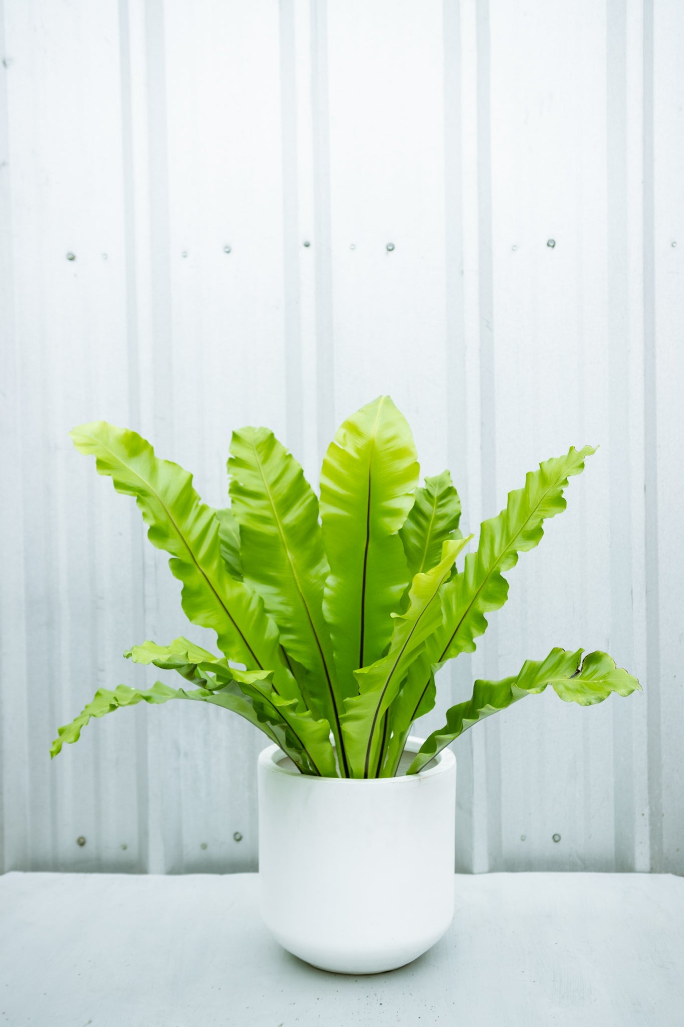 Helecho Asplenium - Imagen 2