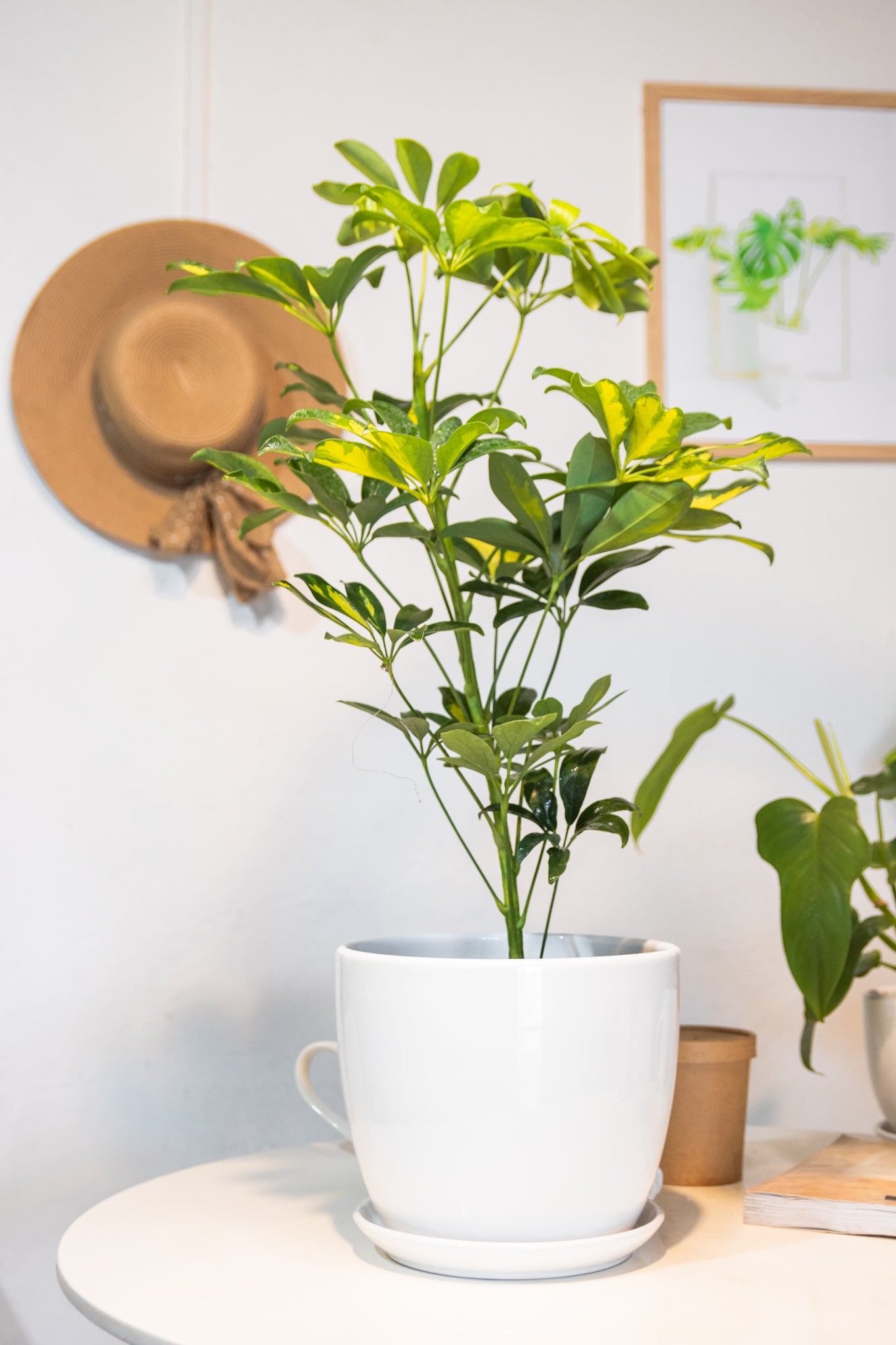 Schefflera - Imagen 2