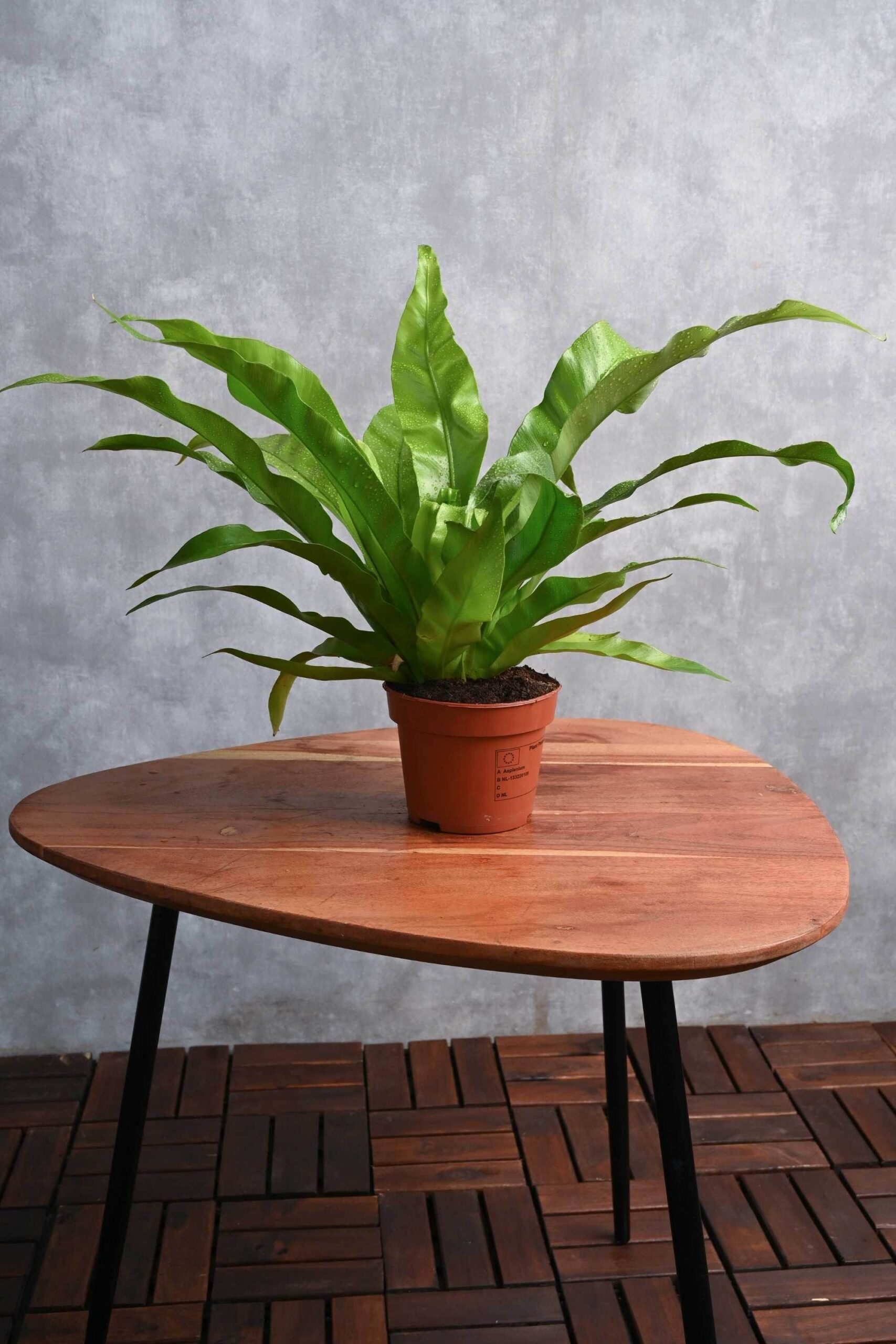 Helecho Asplenium - Imagen 4