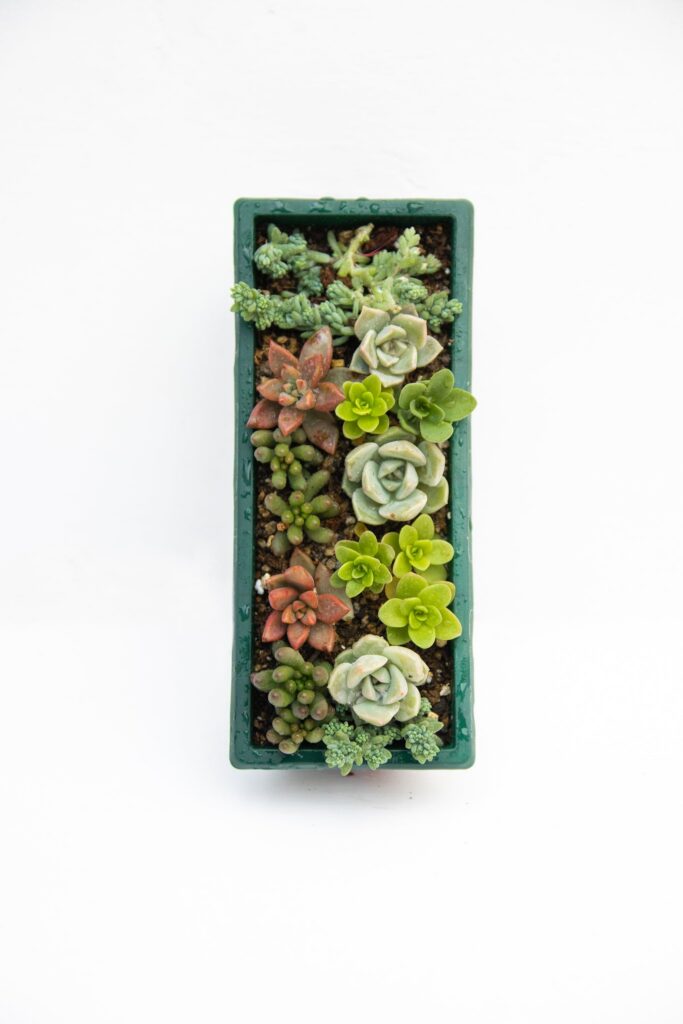 Mini Jardinera Suculentas