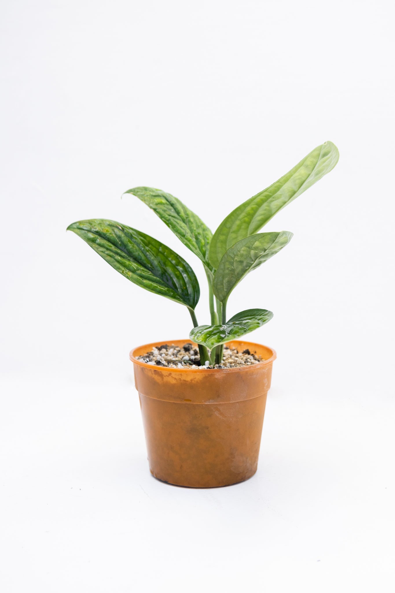Monstera Perú - Imagen 4