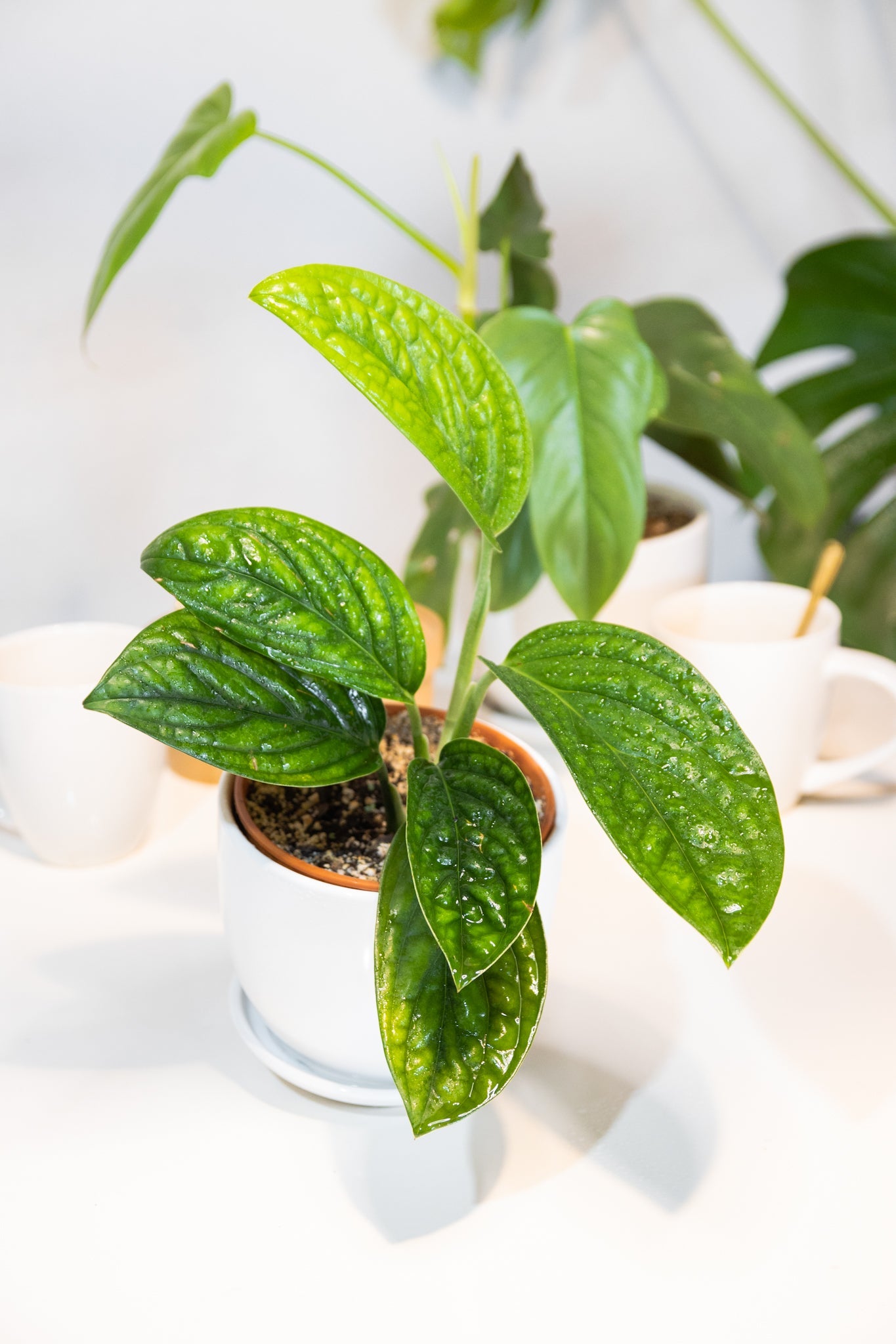 Monstera Perú - Imagen 6