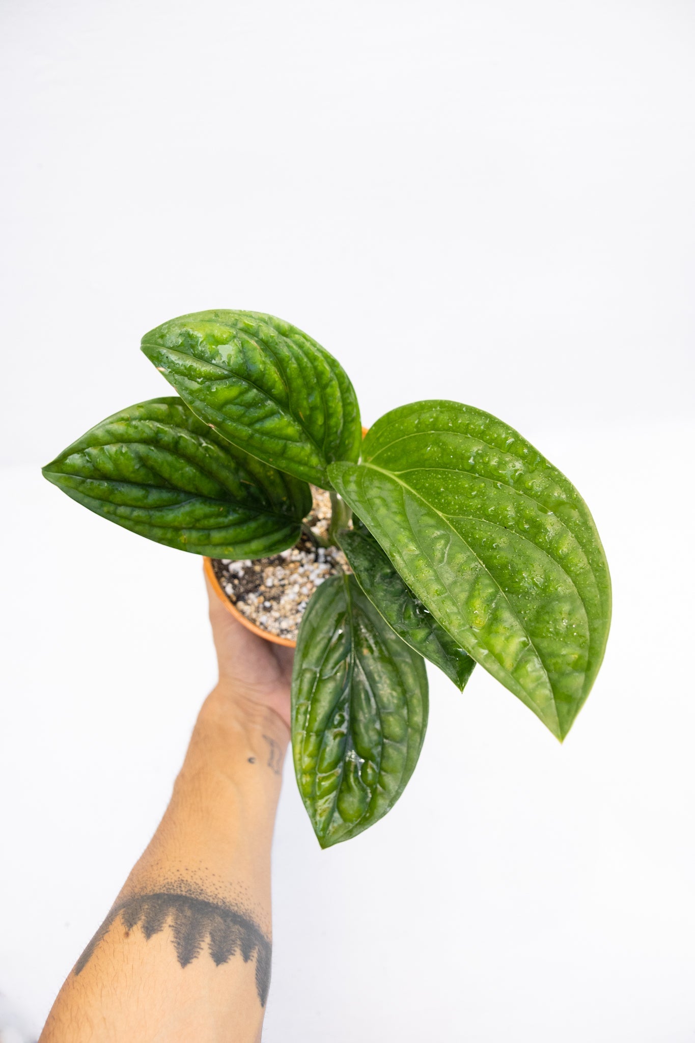 Monstera Perú - Imagen 2