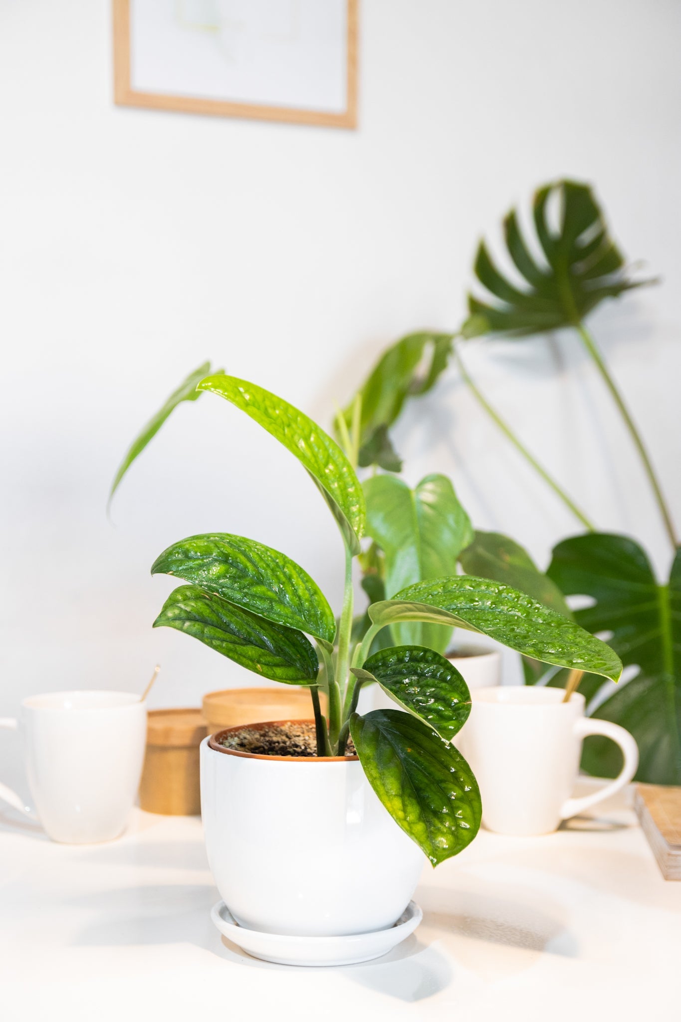 Monstera Perú - Imagen 7