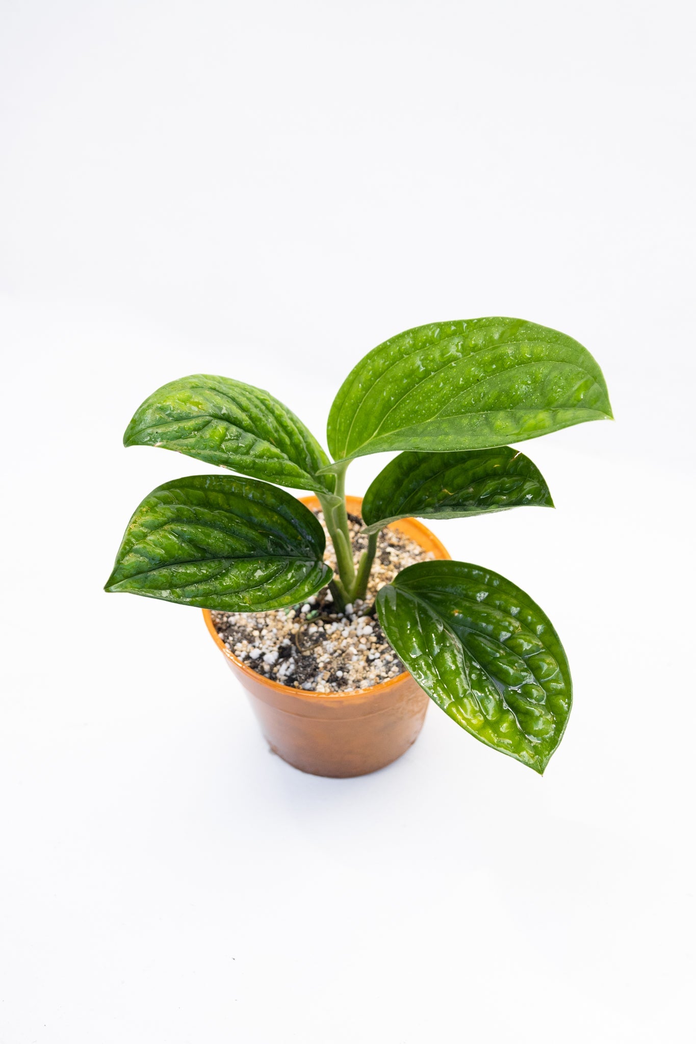 Monstera Perú - Imagen 5