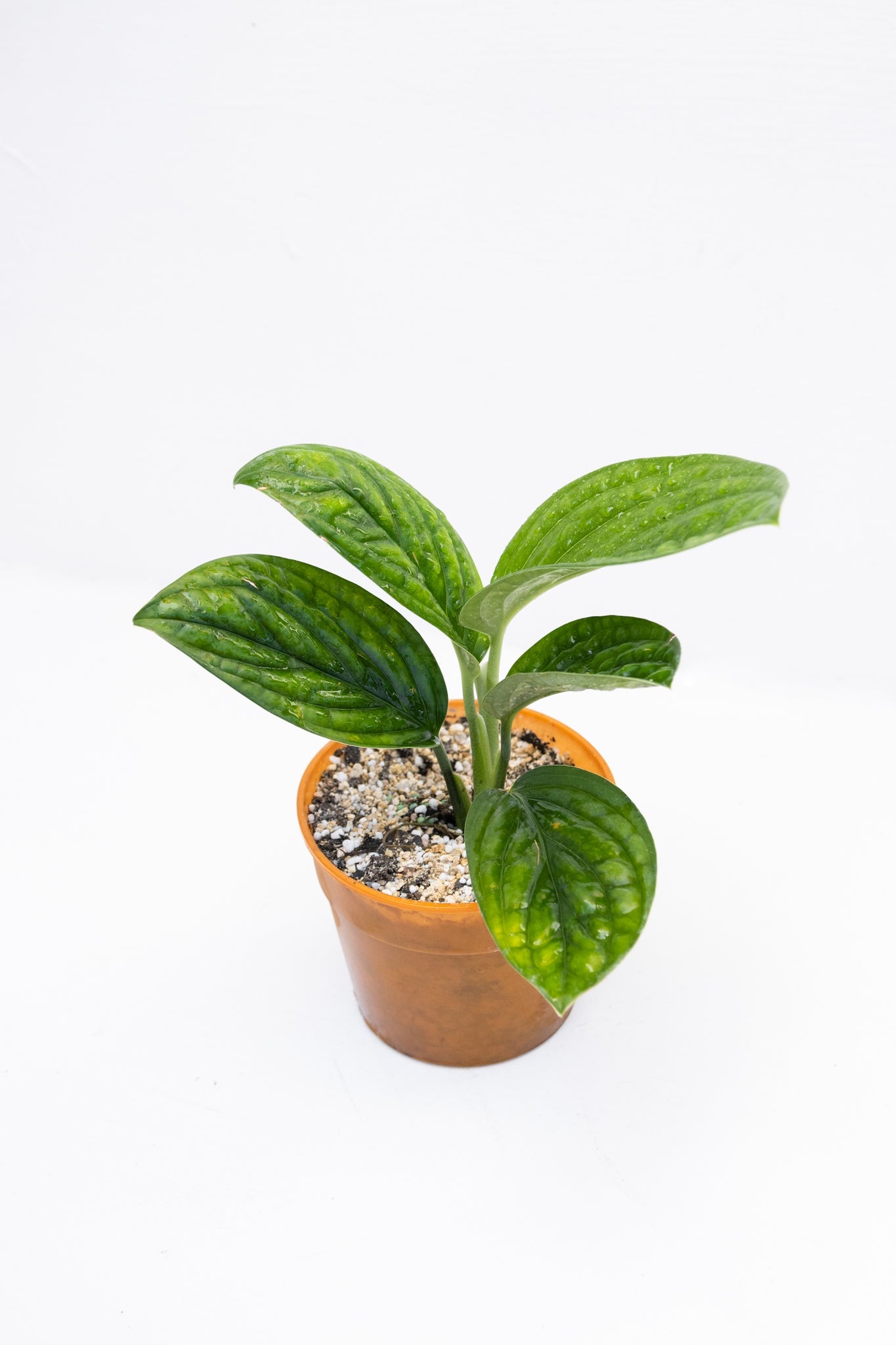 Monstera Perú - Imagen 3