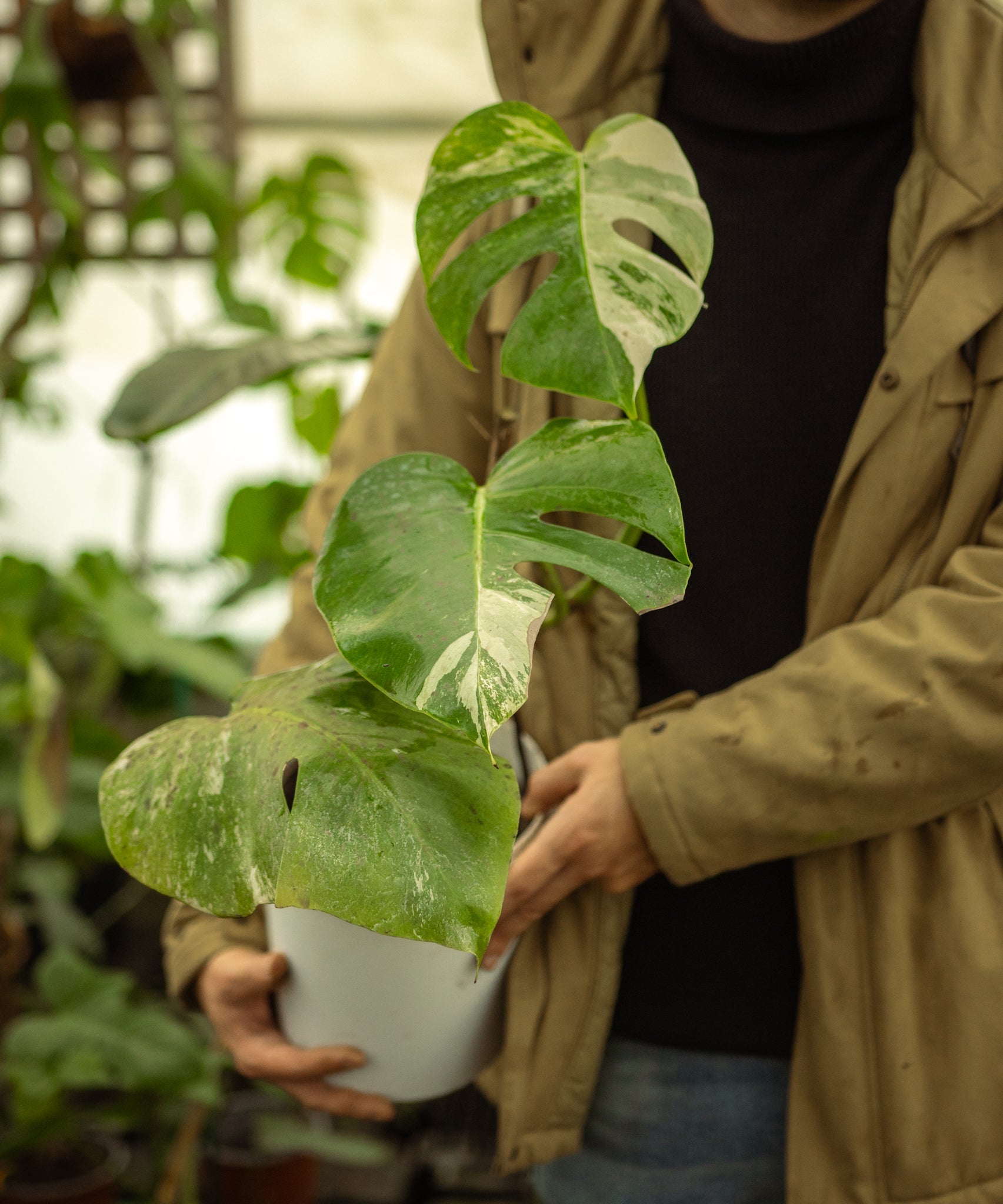 Monstera Variegada - Imagen 2