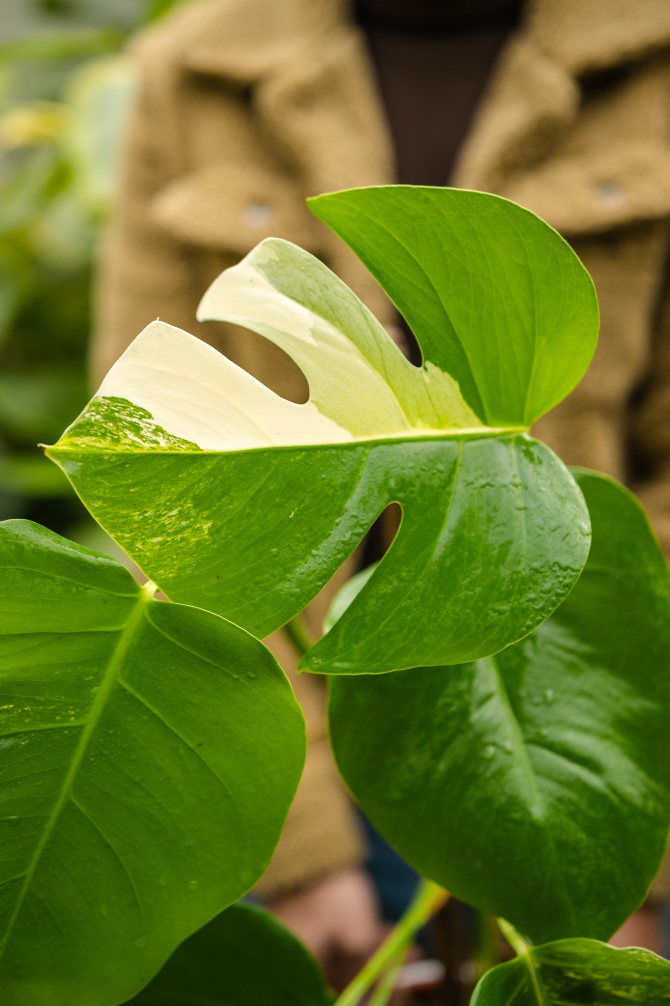 Monstera Variegada - Imagen 3