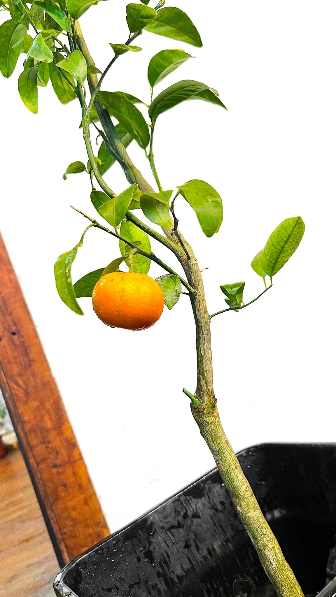 Naranja Thompson - Imagen 2