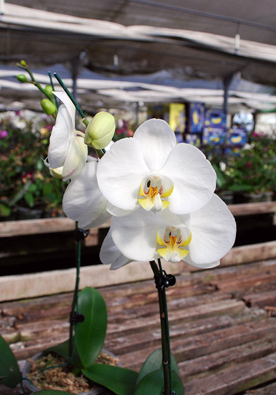Orquídea - Imagen 4