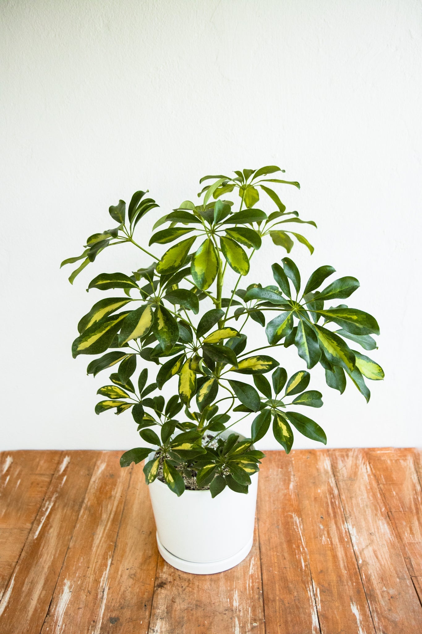 Schefflera