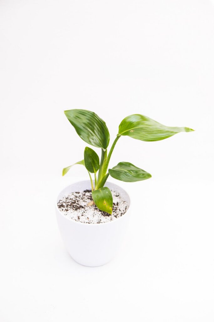 Strelitzia Nicolai baby