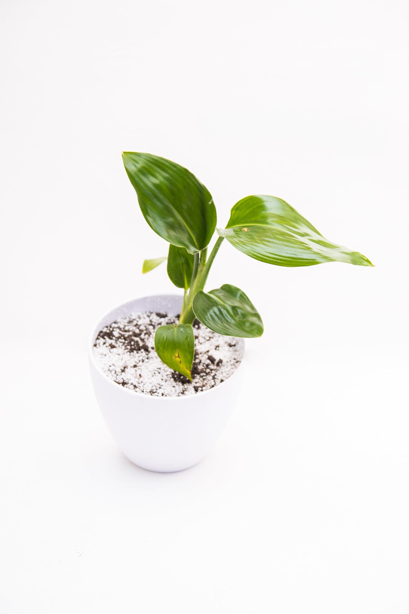 Strelitzia Nicolai baby - Imagen 2