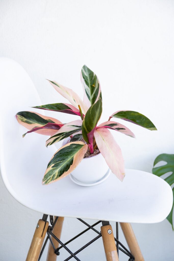 Calathea Tricolor - Stromanthe Sanguinaria