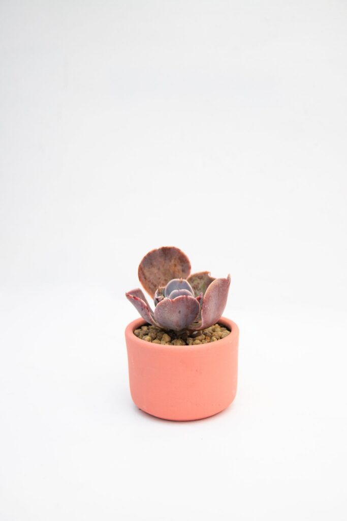 Suculenta Mediana